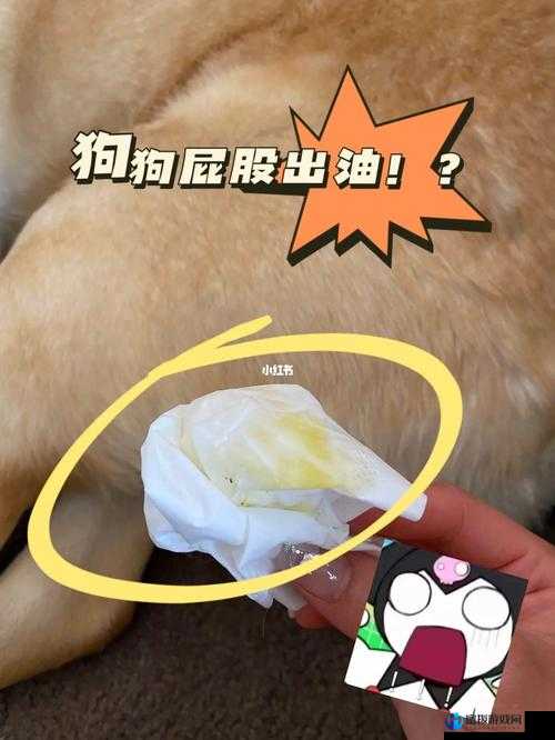 狗狗的东西又硬又烫又臭怎么办：求解决办法