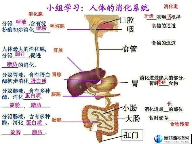 生化公司消化系统深度剖析