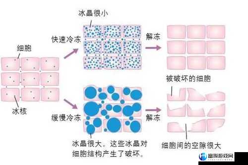 一面亲膜上边奶一个膜边：独特现象的解读